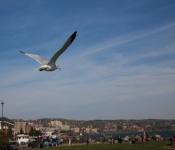 2013 10 12 DuluthWildLife  091